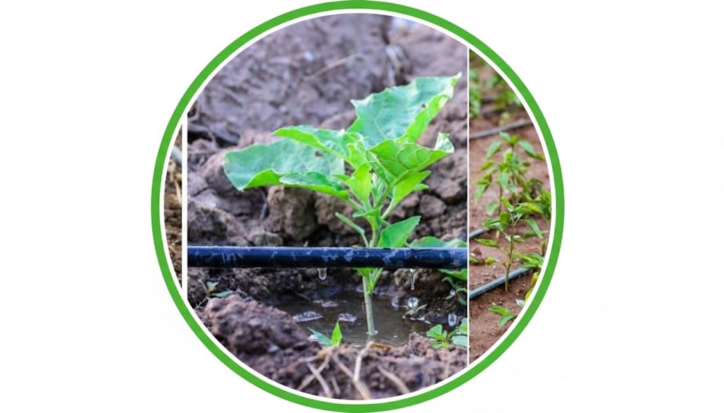 zmir%20Peyzaj%20ve%20Sulama%20Sistemleri